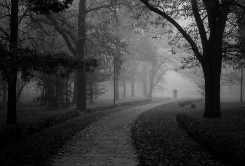 Man walking in park on beautiful misty autumn morning in black and white - 901154635