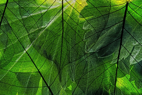 green leaf in the detail