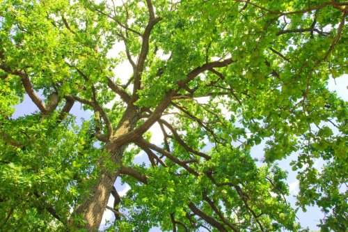 Green oak tree in the morning sun - 901154700