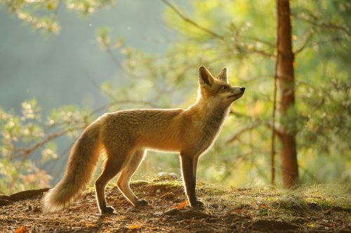 Red fox from side view in beauty backlight in autumn forest - 901154706