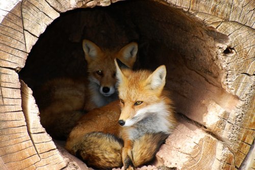 Twin Fox hidden in a hollow log
