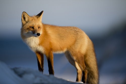 This handsome Red Fox stopped for just a moment and gazed in the direction of the setting sun.