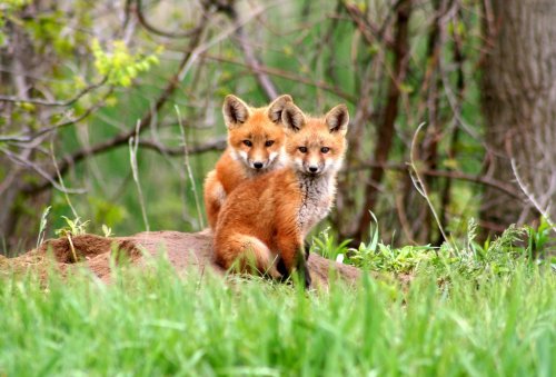 Amazingly beautiful red fox kits