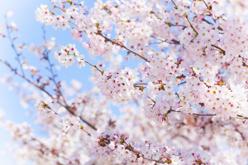 Cherry Blossom - 901154721