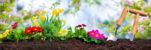 Planting spring flowers in sunny garden - 901154722