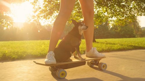 CLOSE UP: Unrecognizable woman riding her electric longboard with her senior dog - 901154734