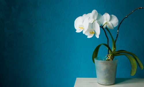 Fresh white orchid in transparent pot on aquamarine background