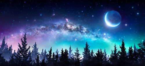 Milky Way And Moon In Night Forest - 901154752