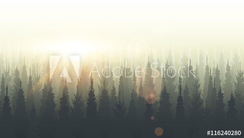 Coniferous forest silhouette template. Sunset, sunrise, dusk - 901154755