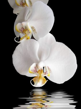 Exotic Cascade Orchid