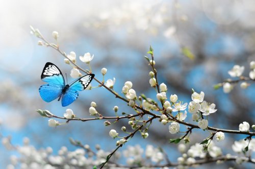 Cherry blossom in wild and butterfly. Springtime - 901154783