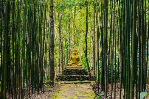 Buddha statue in middle of bamboo forest. - 901154788