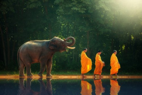 Thailand elephant walk behind monks