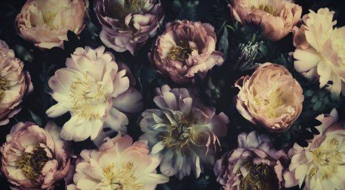 Vintage bouquet of beautiful peonies on black. Floristic decoration. Floral background. Baroque old fashiones style. Natural flowers pattern wallpaper