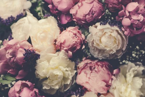 Vintage bouquet of pink and white peonies. Floristic decoration. Floral background. Baroque old fashiones style image. Natural flowers pattern wallpaper