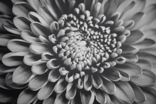 Closeup black and white image of a flower, floral background, abstract patter... - 901154836
