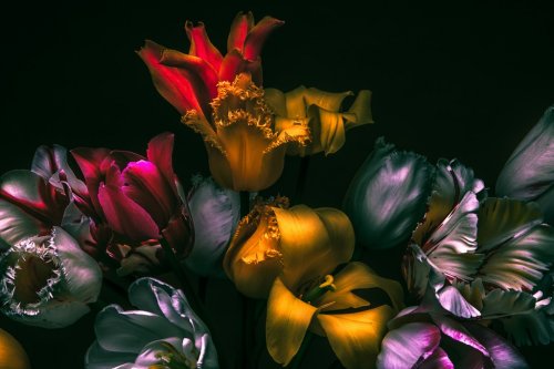 Dark colors in the dark. Tulips rare variety. - 901154839