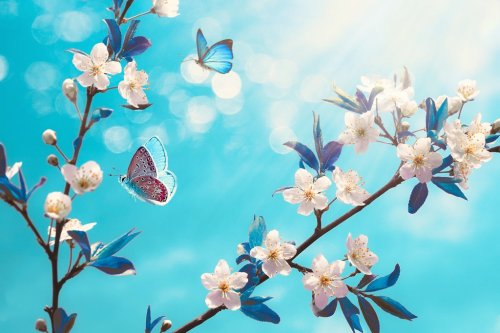 Beautiful branch of blossoming cherry and blue butterfly in spring at Sunrise morning on blue background, macro.