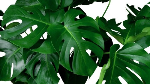 Green tropical leaves Monstera ornamental plant jungle evergreen vine on whit... - 901154844