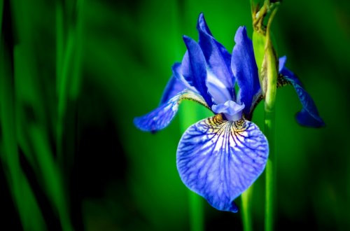 Iris fleur - 901154874