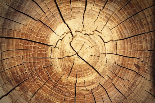 background of a wooden stump - 901154876