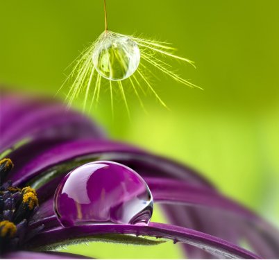 dandelion seed with water drop - macro photo