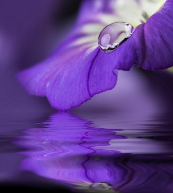 Purple flower with a dew drop