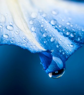 Pétale de fleur bleue avec gouttes d'eau