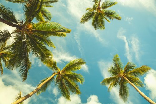 Coconut palm trees in cloudy sky - 901154946