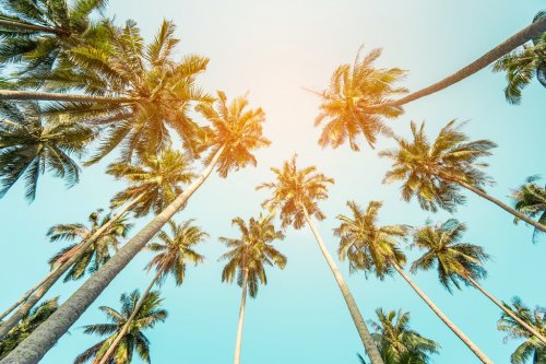 coconut palm tree in seaside, summer vacation to tropical island - 901154947