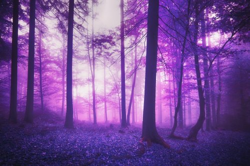 Mystic fantasy violet colored foggy enchanted forest landscape