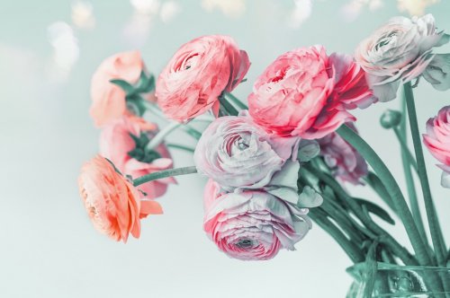 pastel color flowers and bokeh, floral border. Lovely Ranunculus flowers blooming at light blue background, floral border