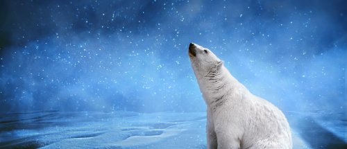Polar bear,snowflakes and sky.Winter landscape with animals, panoramic mock up image