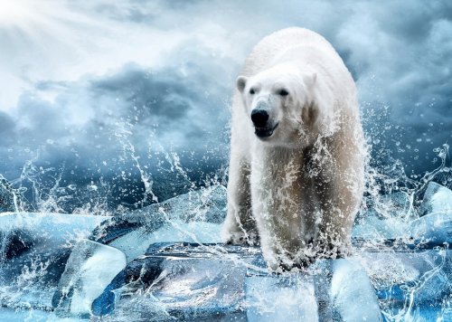 Ours polaire sur la glace