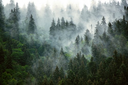 Misty mountain landscape - 901155098