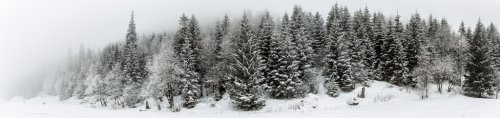 Winter white forest with snow - 901155108