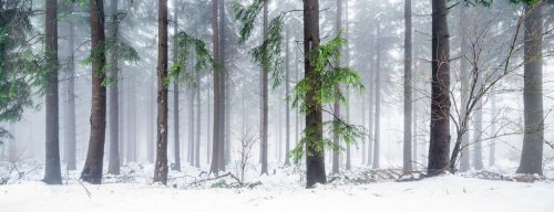 Forêt en hiver - 901155109