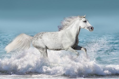 White stallion run gallop in waves in the ocean - 901155120