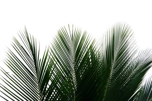 Coconut leaves with branches on white isolated background for green foliage b... - 901155239