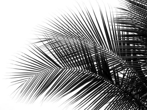 beautiful palms leaf on white background - 901155296