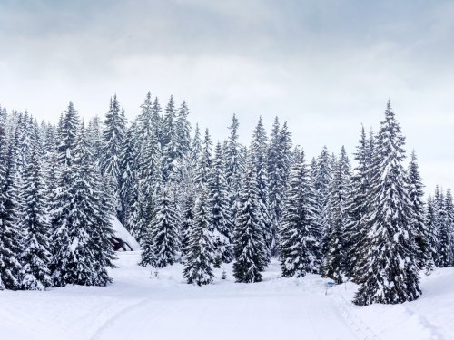 Winter landscape near Vogel ski center - 901155315
