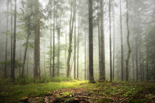 Beautiful foggy forest landscape with rainfall