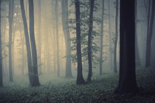 magical forest landscape with trees in fog