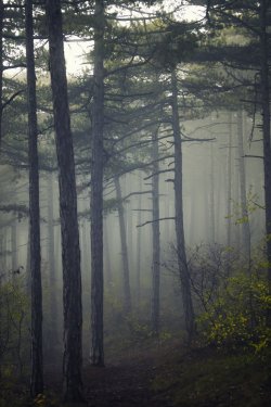 misty forest in the morning - 901155329