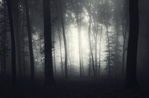 light in a foggy forest