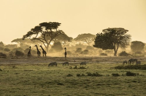 Silhouettes de girafes - 901155375