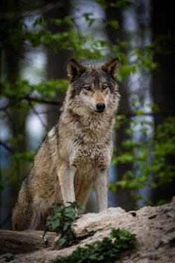 Canadian timberwolf in a forest - 901155388