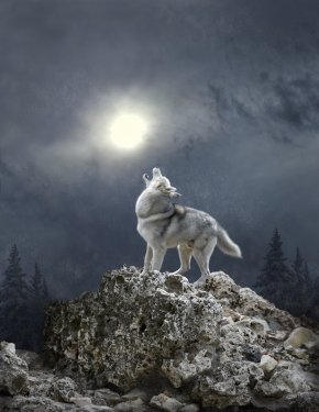 Un loup dans la tempête qui hurle un soir de pleine lune