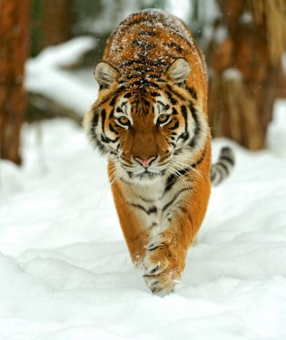 Portrait of a Siberian tiger - 901155405