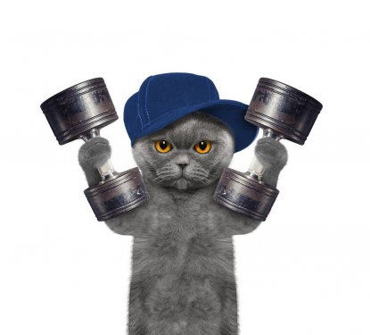 Sport. Cat is going to do exercise with weight
